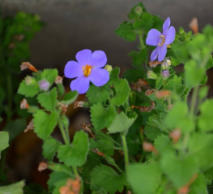 Bacopa diffusa 'bleu'